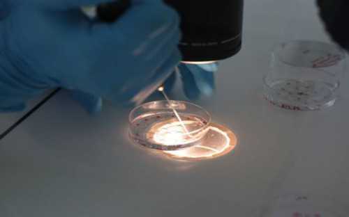 盆腔结核治疗后多久可以做试管(盆腔结核得治疗多久可以怀孕)