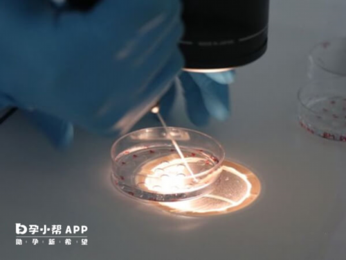 供卵包男孩，女人备孕吃什么提高卵子质量为什么