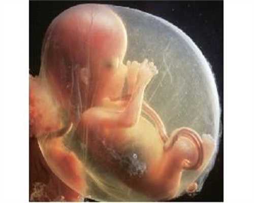 代怀孩子多少钱-代怀孕在线咨询-超声子宫输卵管